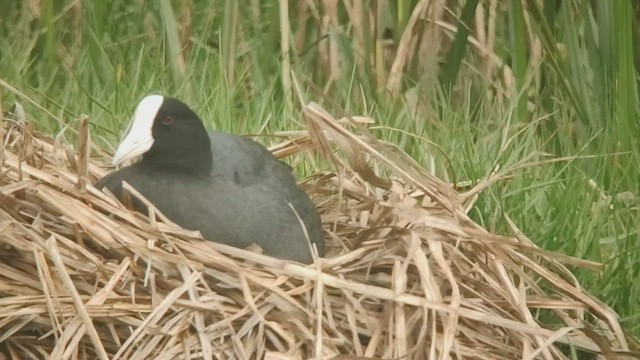 Hawaiian Coot (White-shielded) - ML539108561