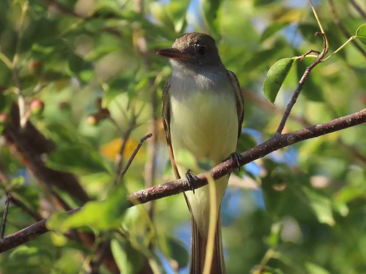 Great Crested Flycatcher - ML539108961