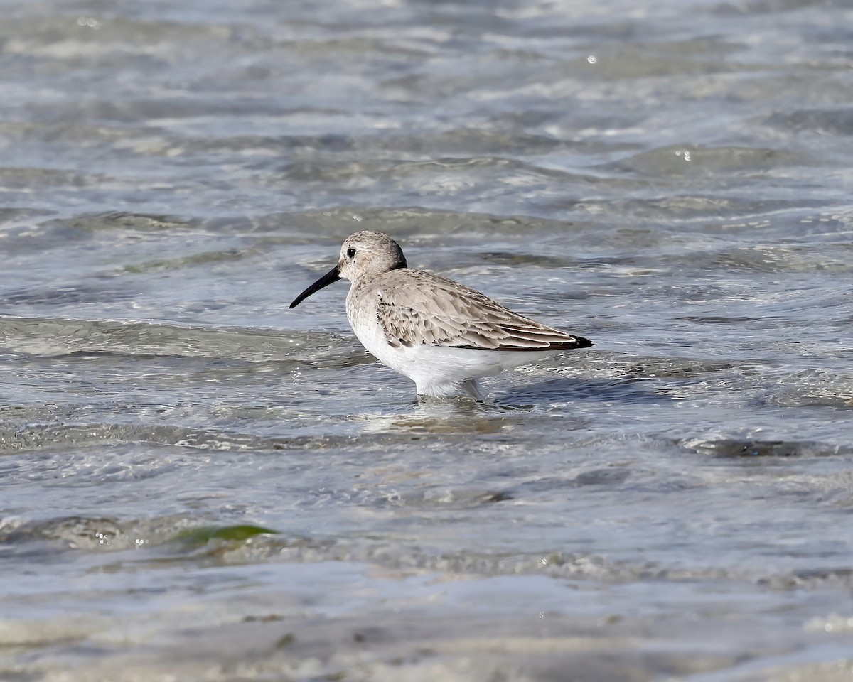 Dunlin - Debbie Kosater