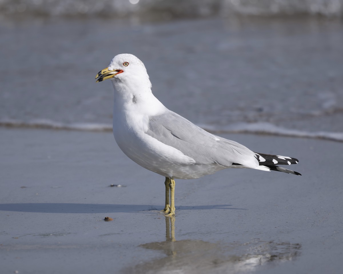 Ring-billed Gull - ML539110481