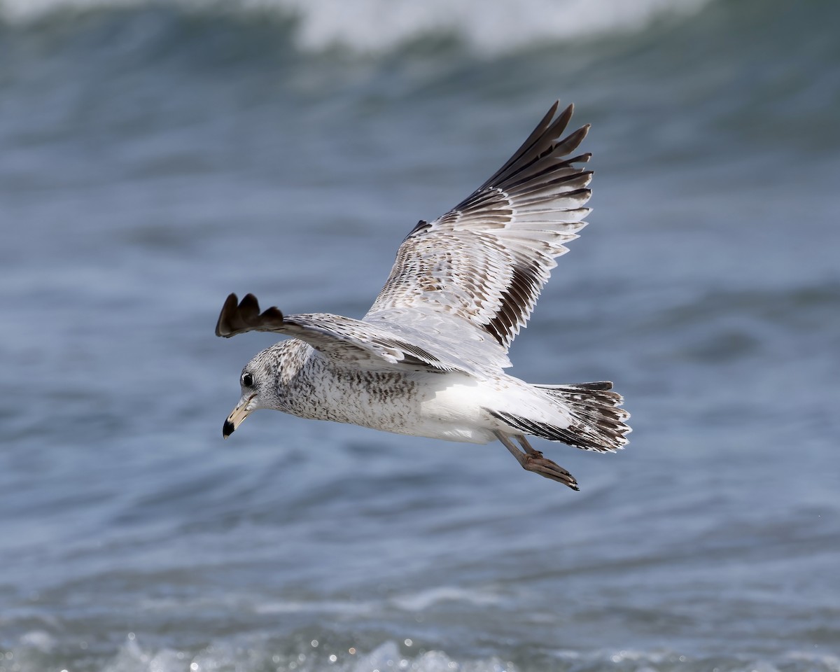 Ring-billed Gull - ML539110491