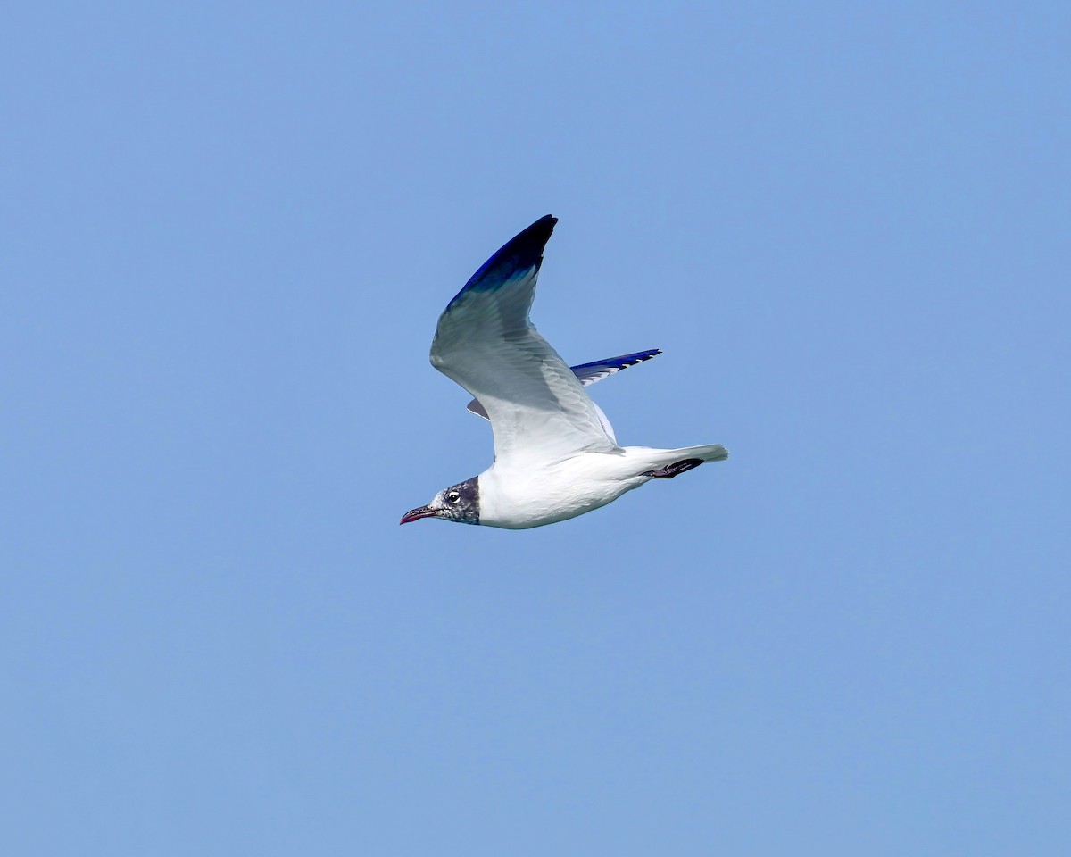 Mouette atricille - ML539110821