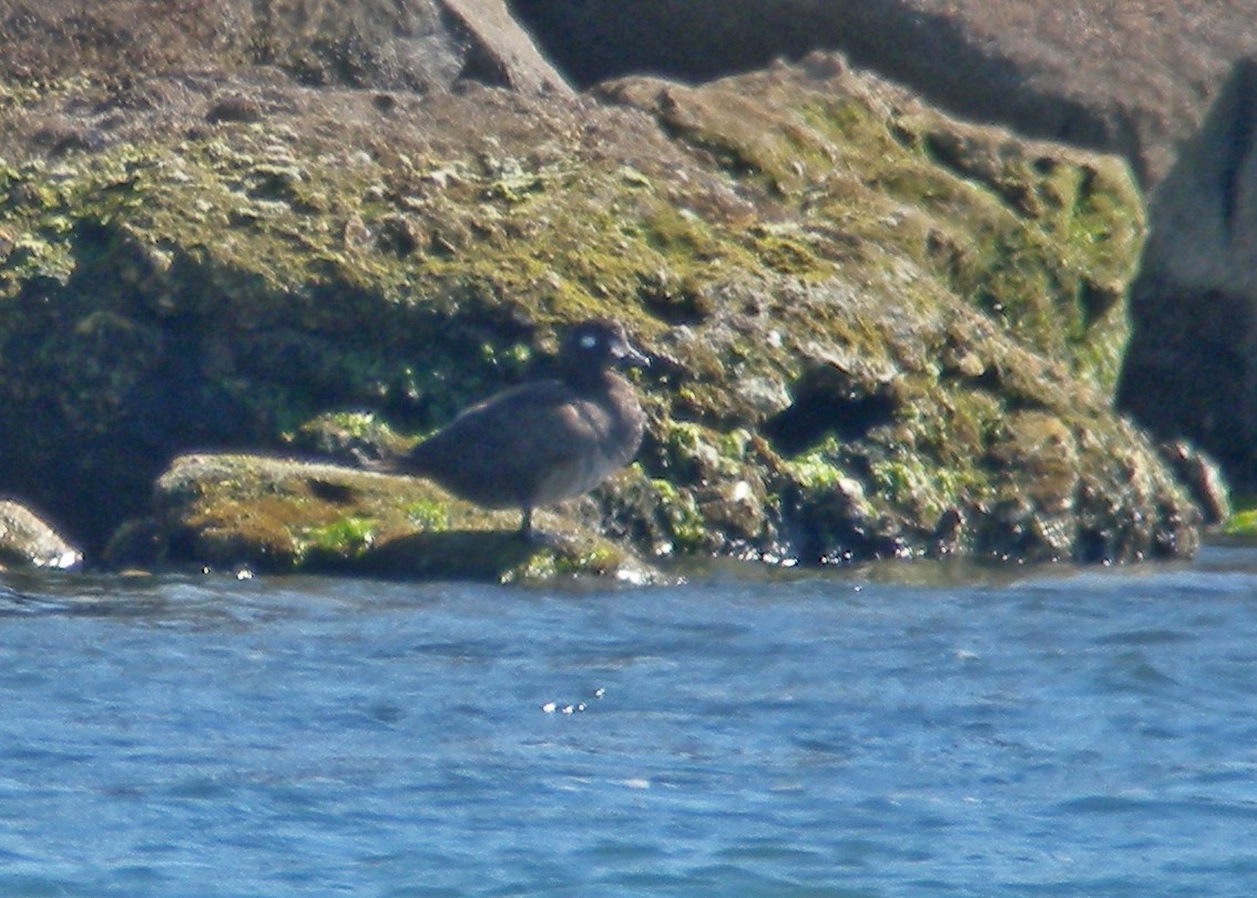 Harlequin Duck - ML539110911