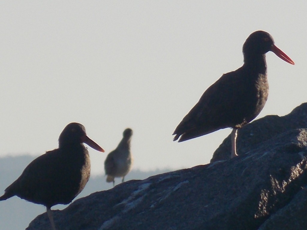 Blackish Oystercatcher - Jose Rebolledo