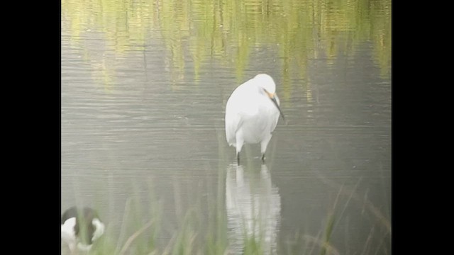 Снежная цапля - ML539112161