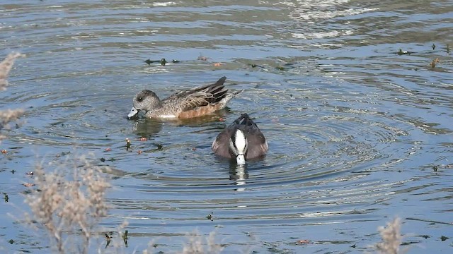 American Wigeon - ML539112171