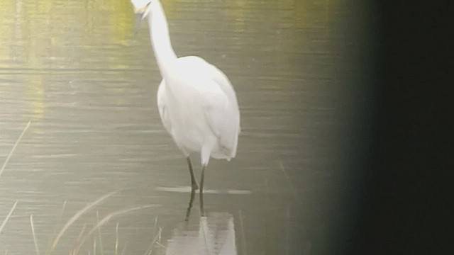 Snowy Egret - ML539112221