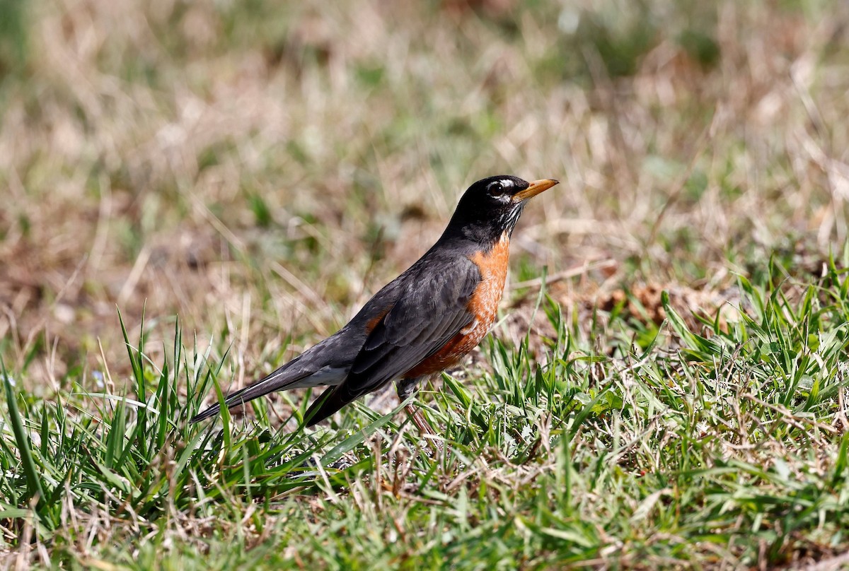 American Robin - ML539112521