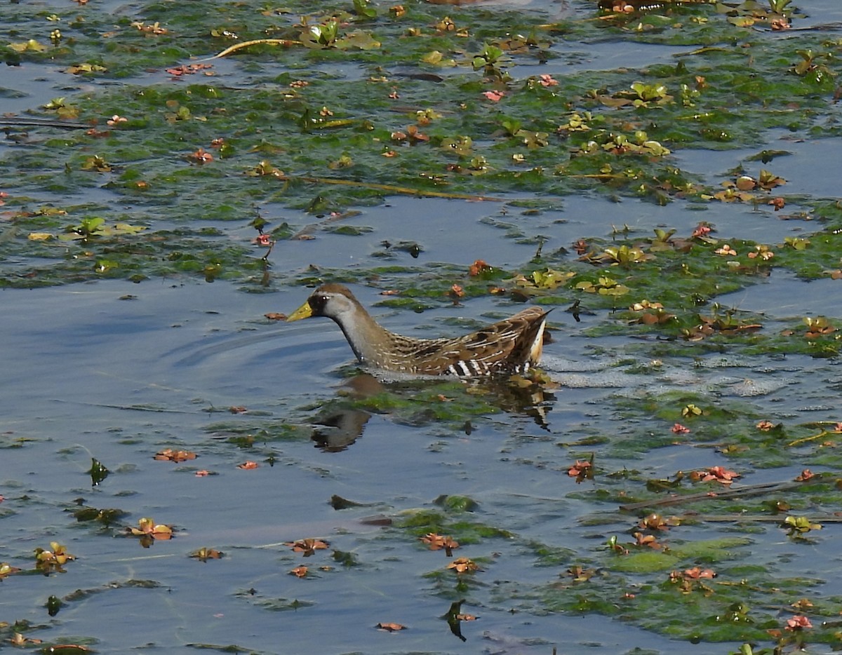 Polluela Sora - ML539112741