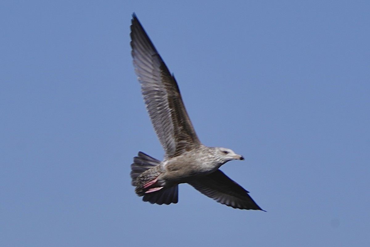 Herring Gull - ML539113101