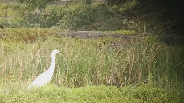 Snowy Egret - ML539114271