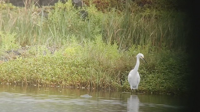 Snowy Egret - ML539114321