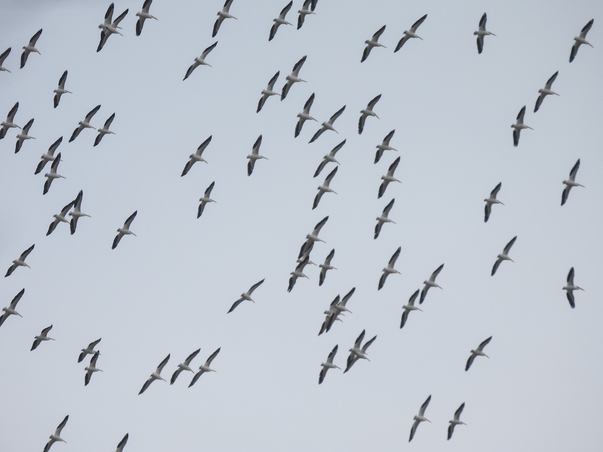 American White Pelican - ML539115981