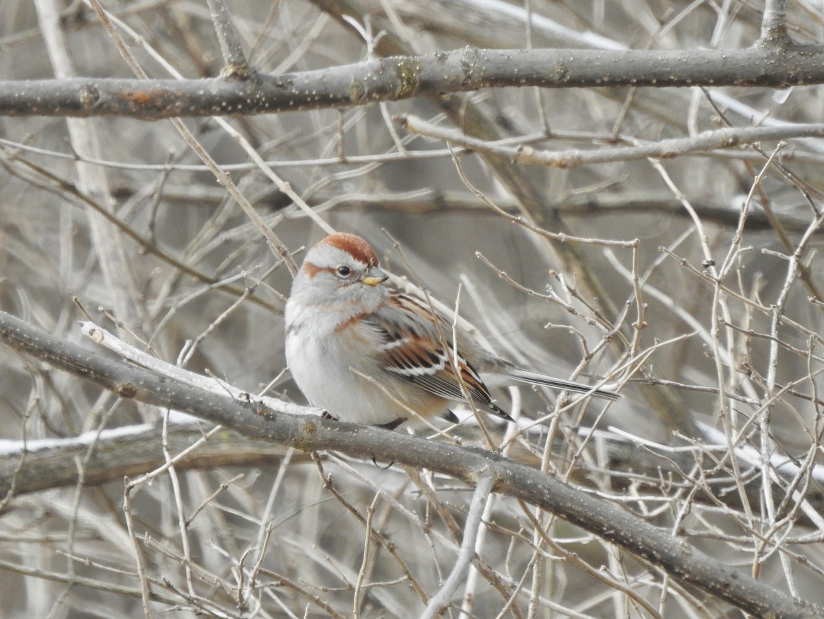 American Tree Sparrow - ML539117701