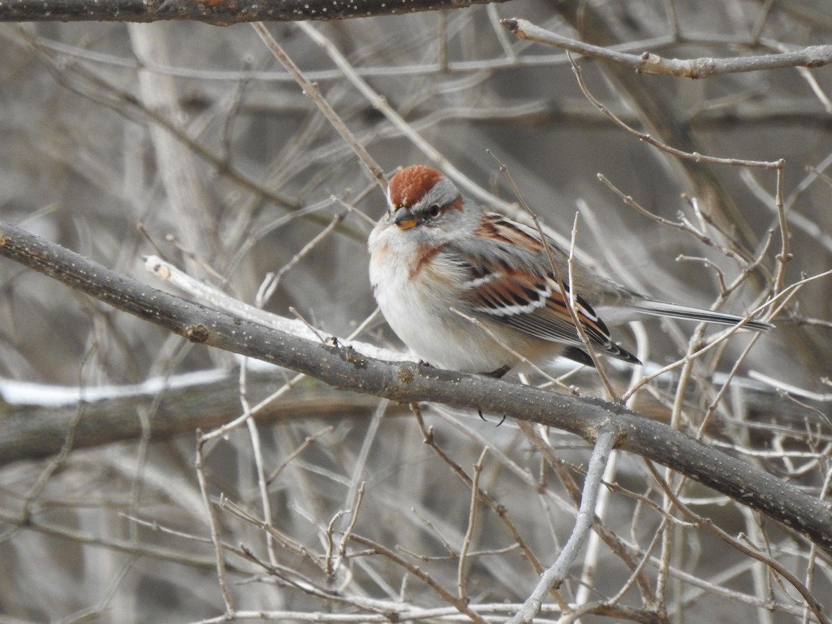 American Tree Sparrow - ML539117711