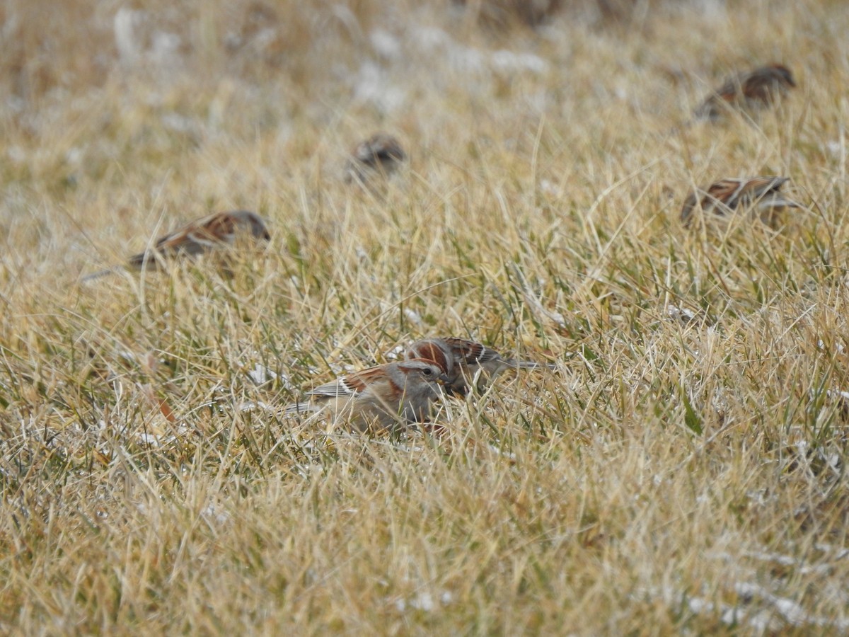 American Tree Sparrow - ML539117721