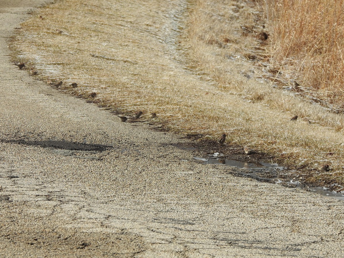 American Tree Sparrow - ML539117731