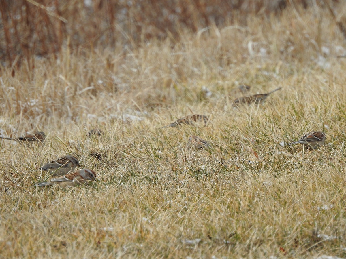 American Tree Sparrow - ML539117741