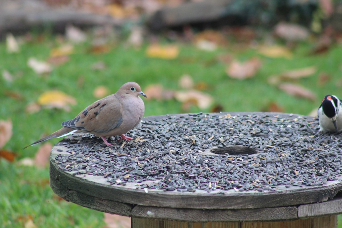 Mourning Dove - ML539117911