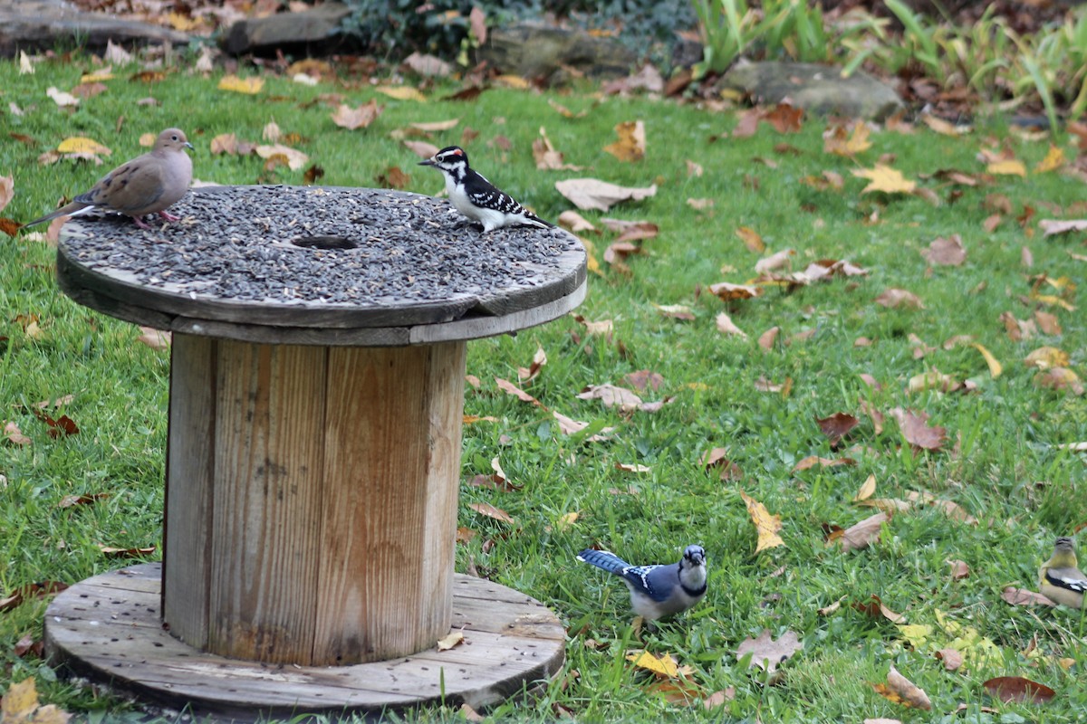 Hairy Woodpecker - Zac Cota