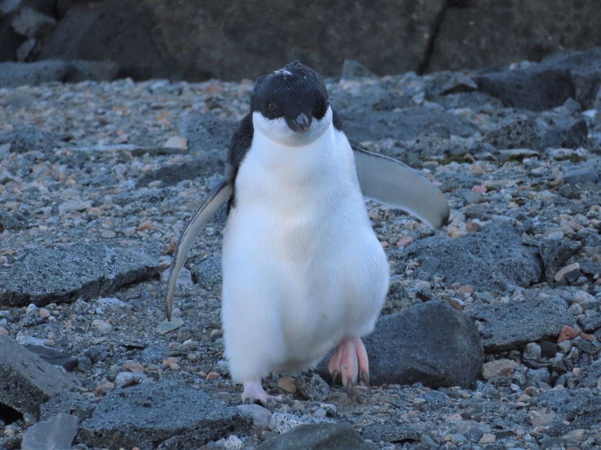 Pingüino de Adelia - ML539118431
