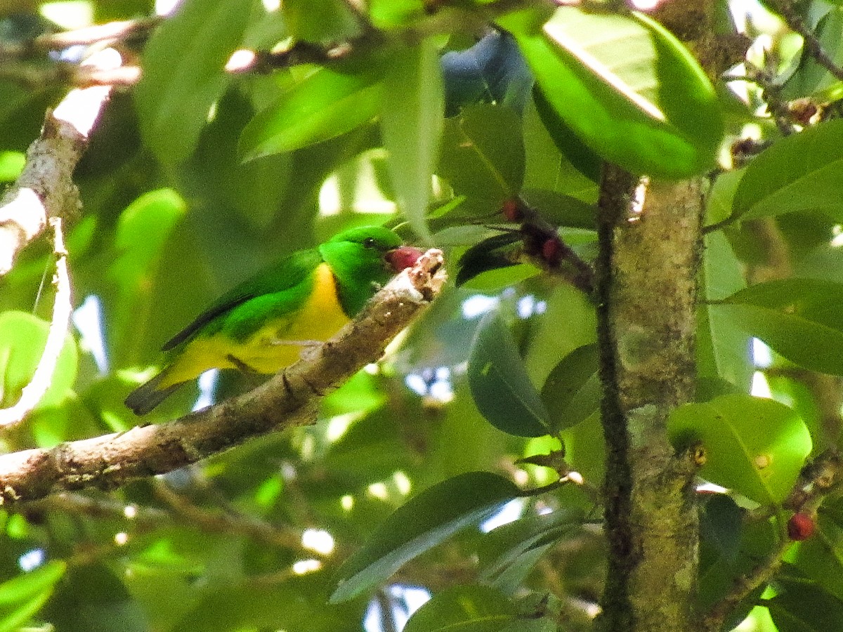 Blue-crowned Chlorophonia - Breden Urquia