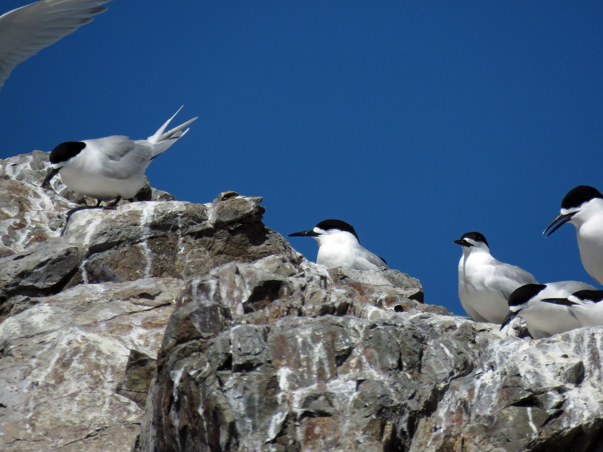 White-fronted Tern - ML539120371