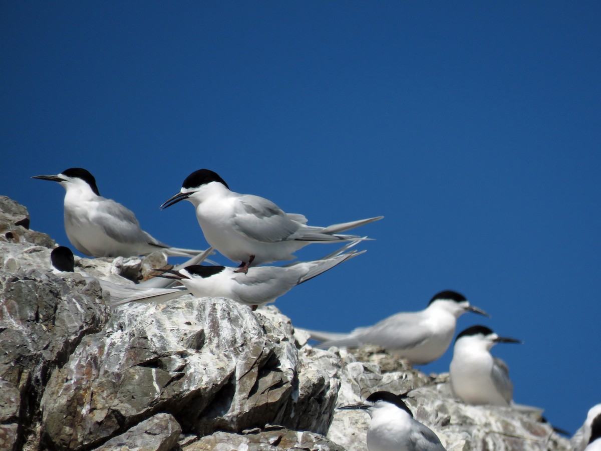 White-fronted Tern - ML539120381