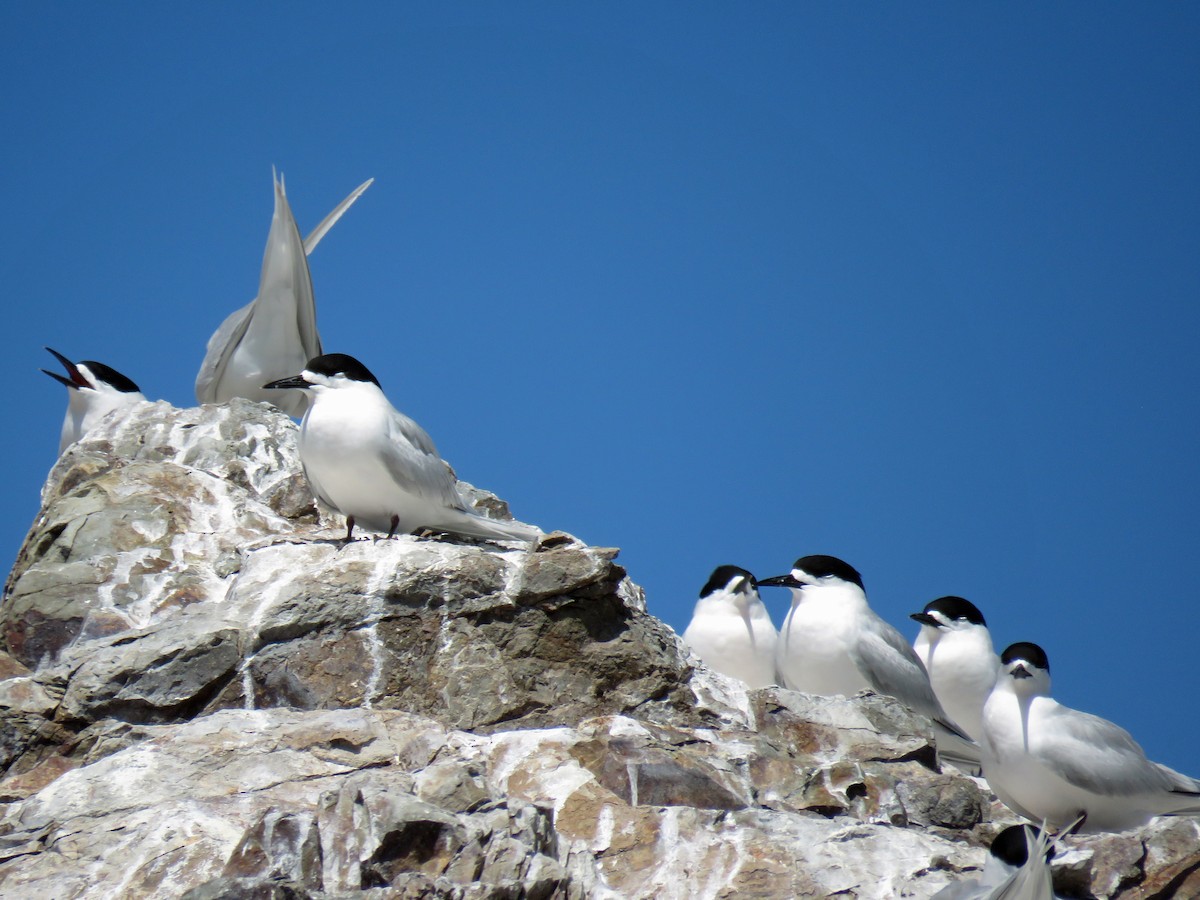 White-fronted Tern - ML539120391