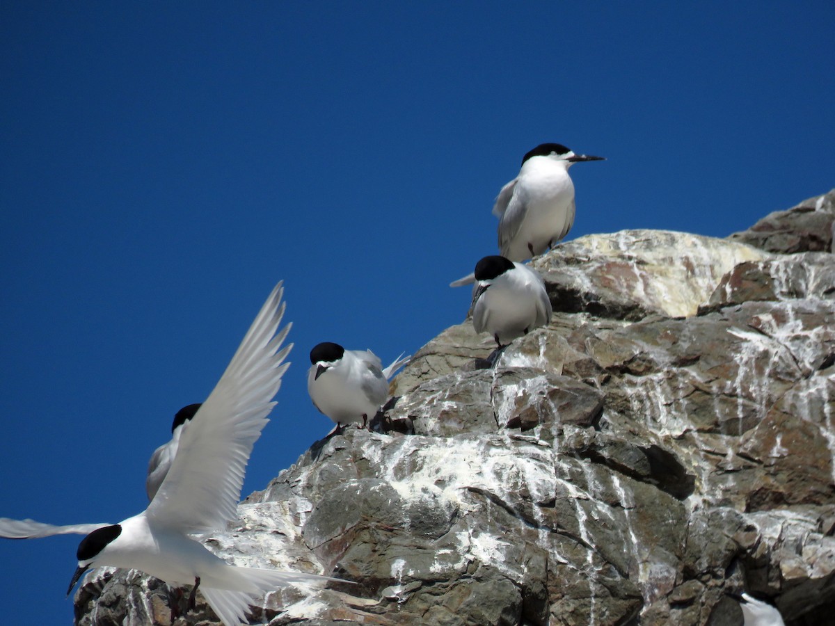 White-fronted Tern - ML539120421