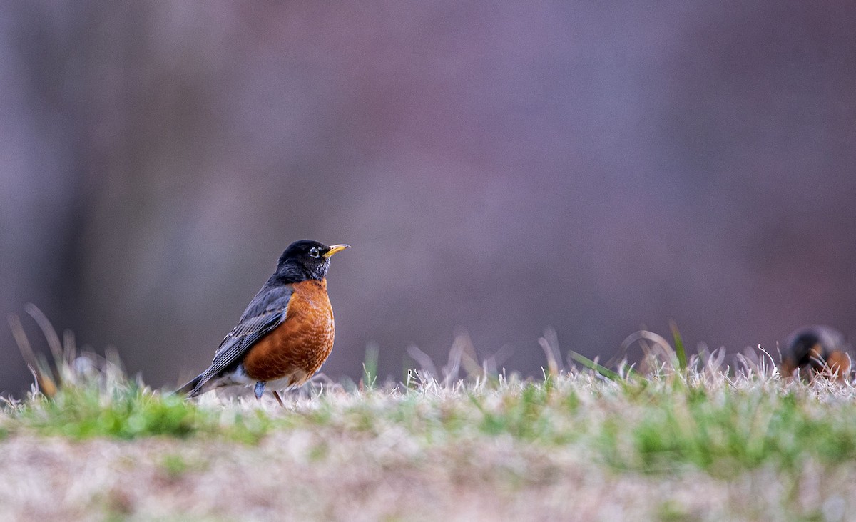 American Robin - ML539121271