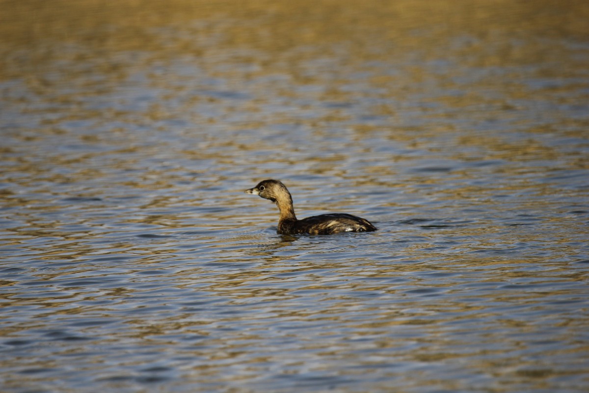 Pied-billed Grebe - ML539121341