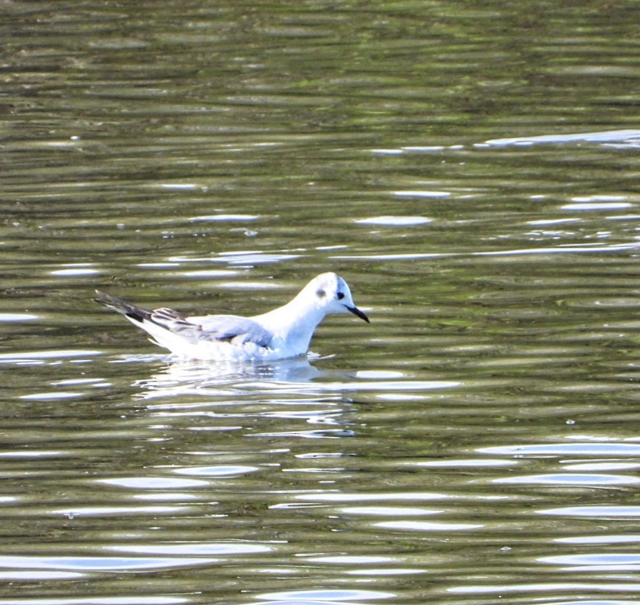 Bonaparte's Gull - ML539121751