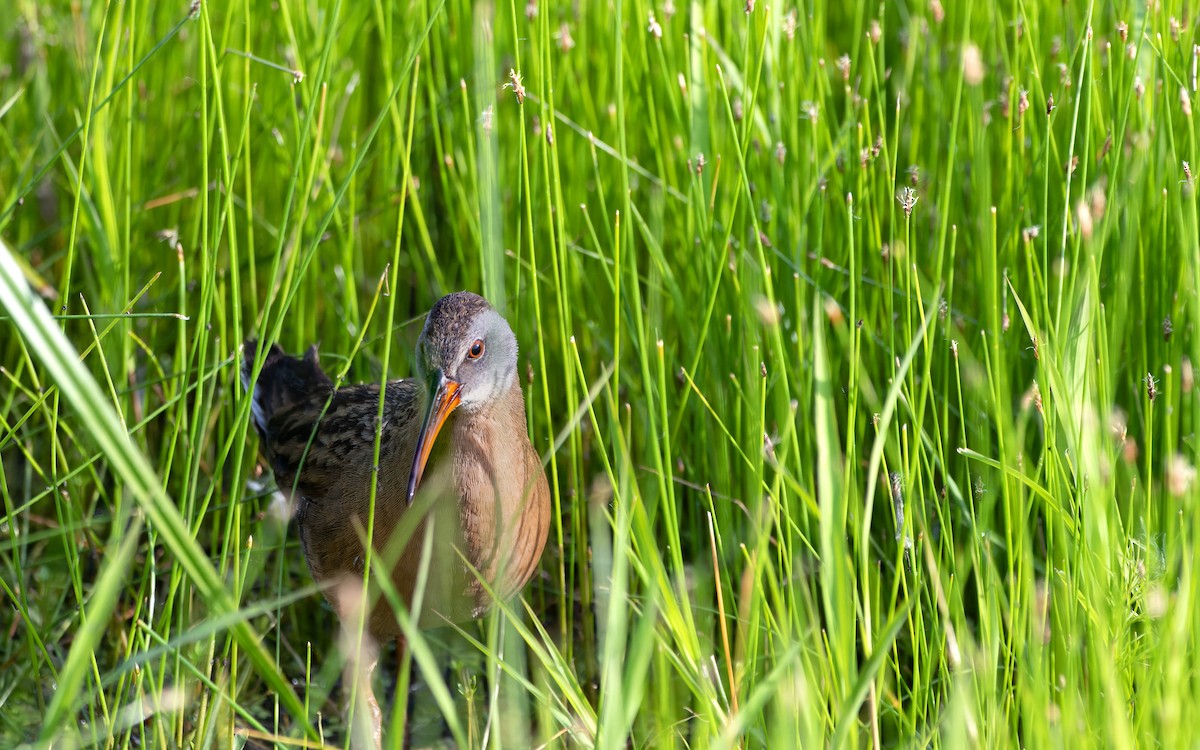 Virginia Rail - Arthur Mercado