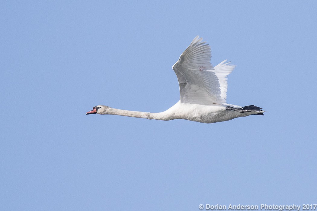 Mute Swan - ML53912501