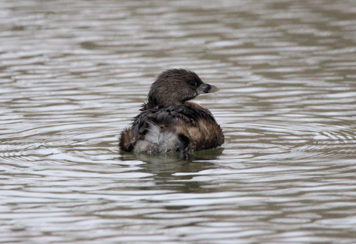 Pied-billed Grebe - Kerry Dunn