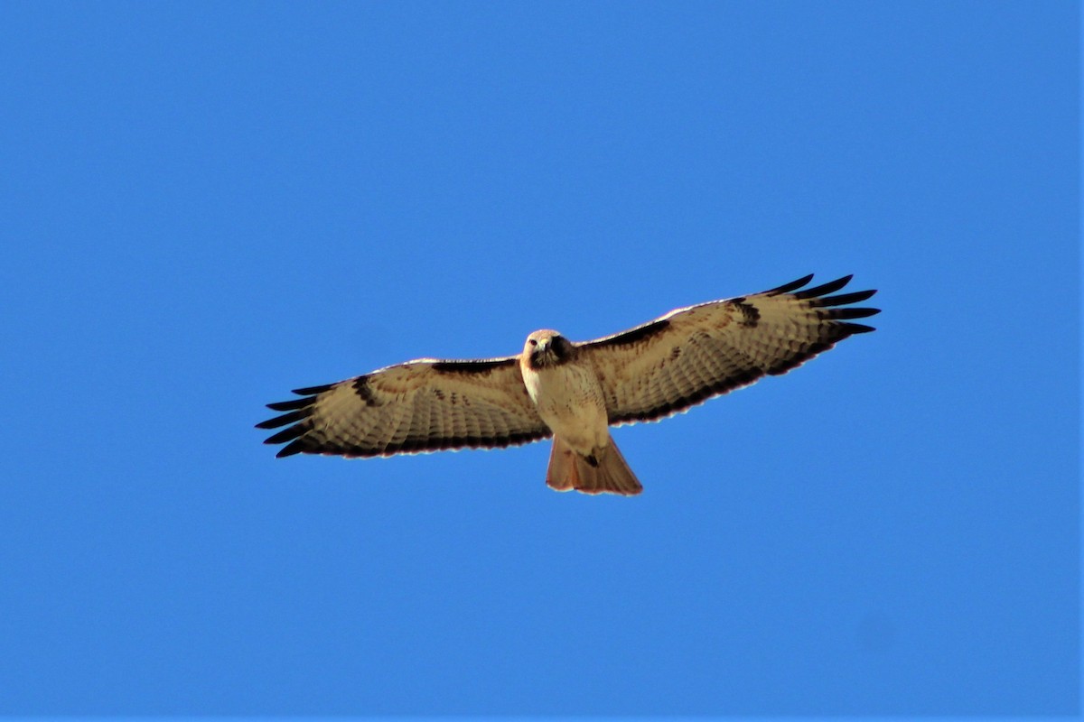 Red-tailed Hawk - ML539129421