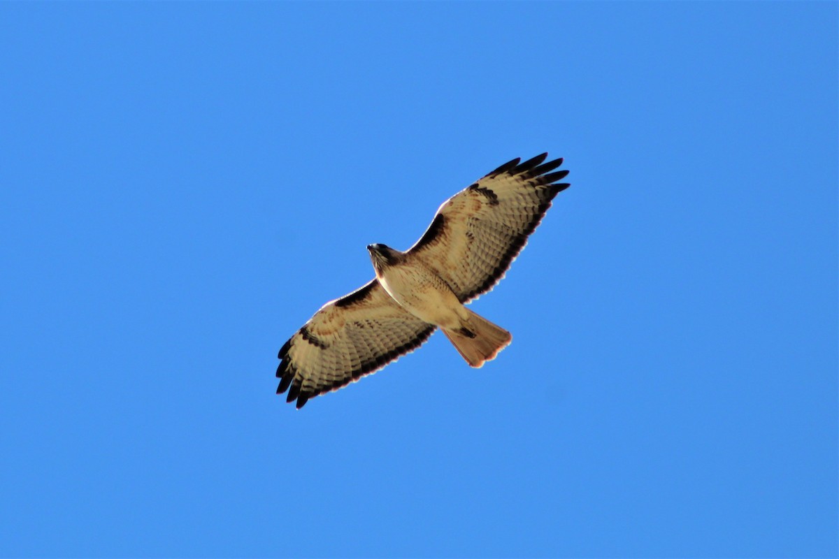 Red-tailed Hawk - ML539129431