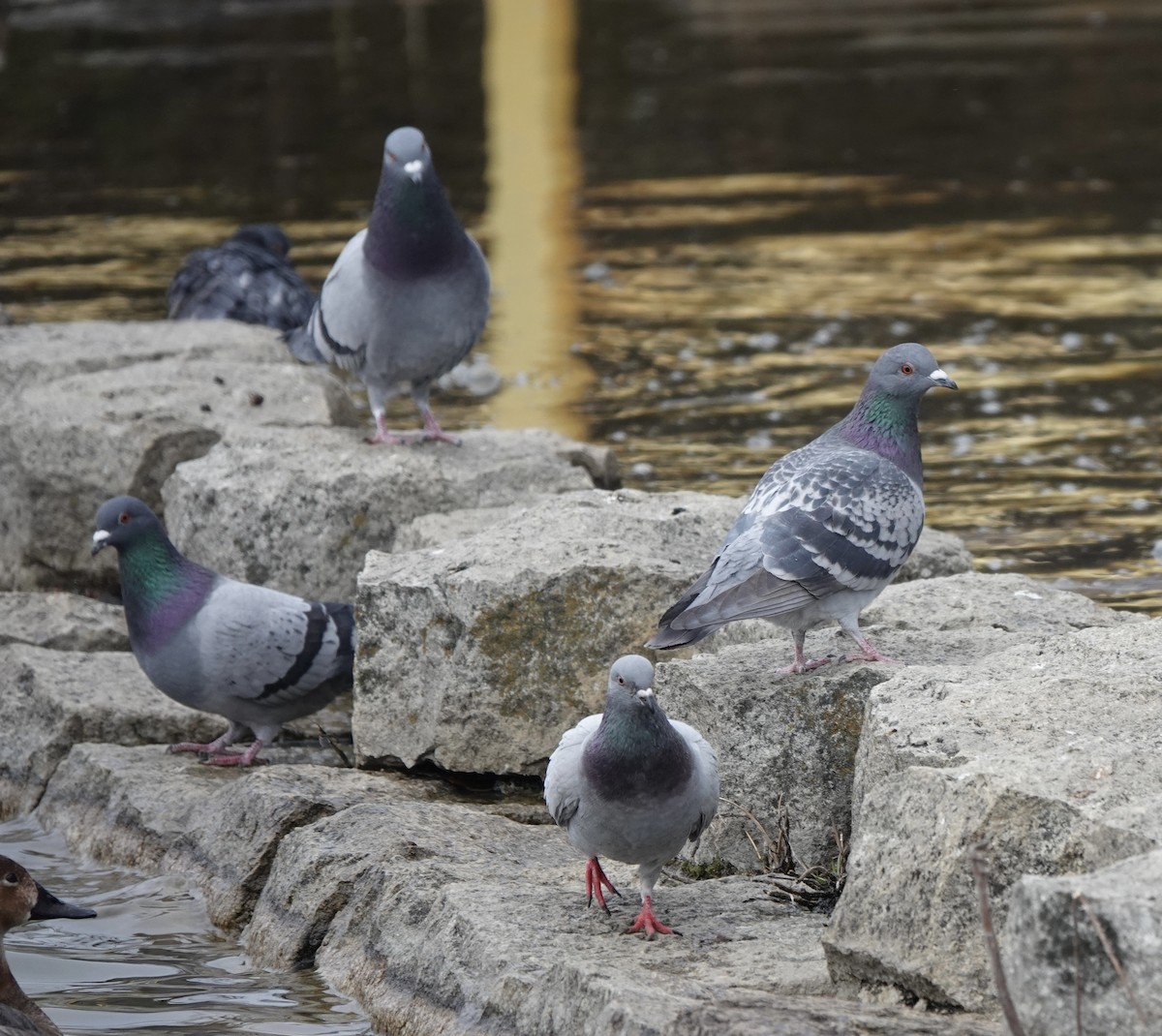 Rock Pigeon (Feral Pigeon) - ML539129441