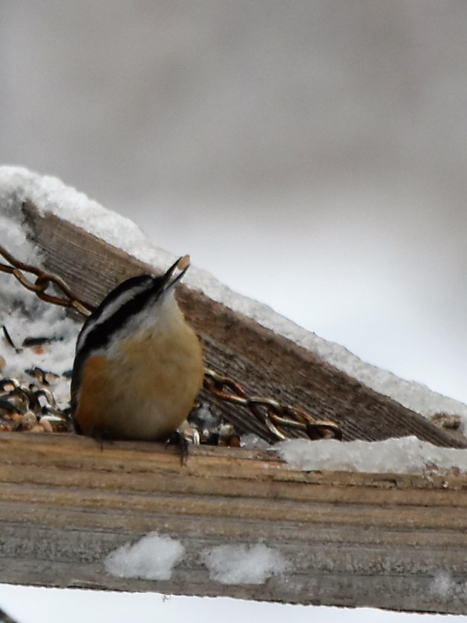 Red-breasted Nuthatch - ML539130721