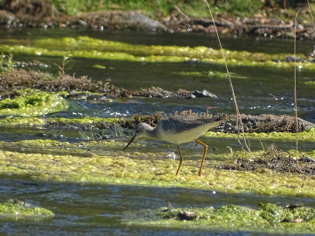 Greater Yellowlegs - ML539130961
