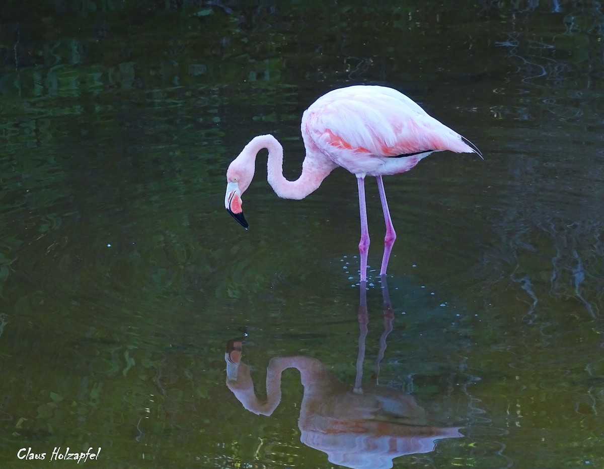 rødflamingo - ML539131041