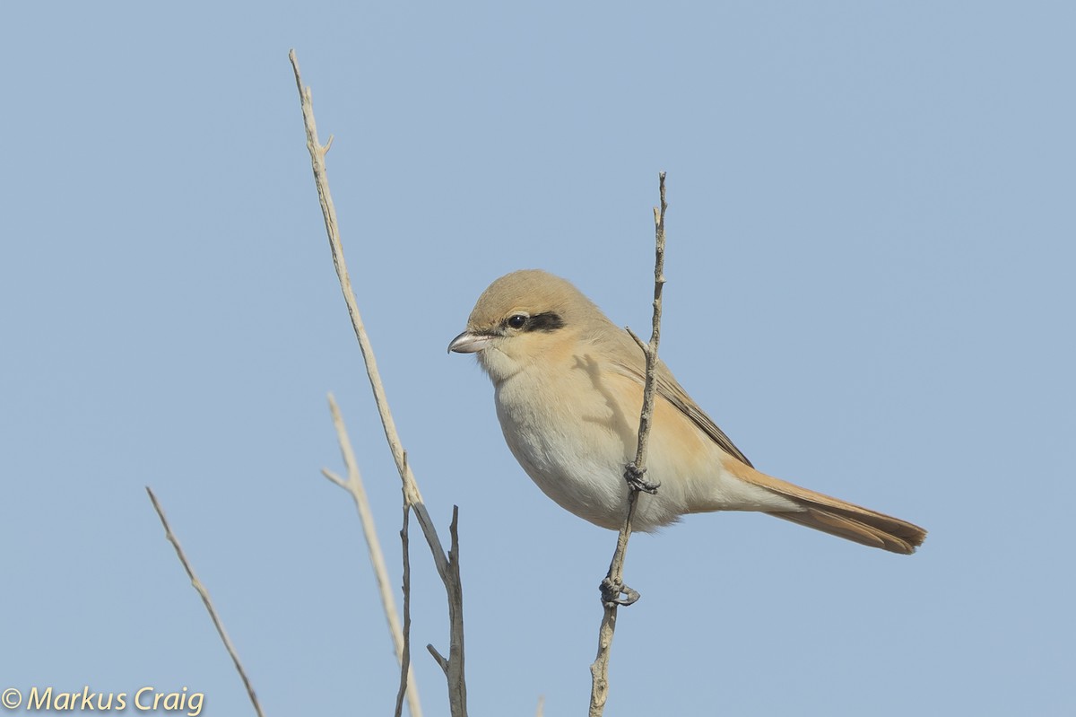 Isabelline Shrike (Daurian) - Markus Craig