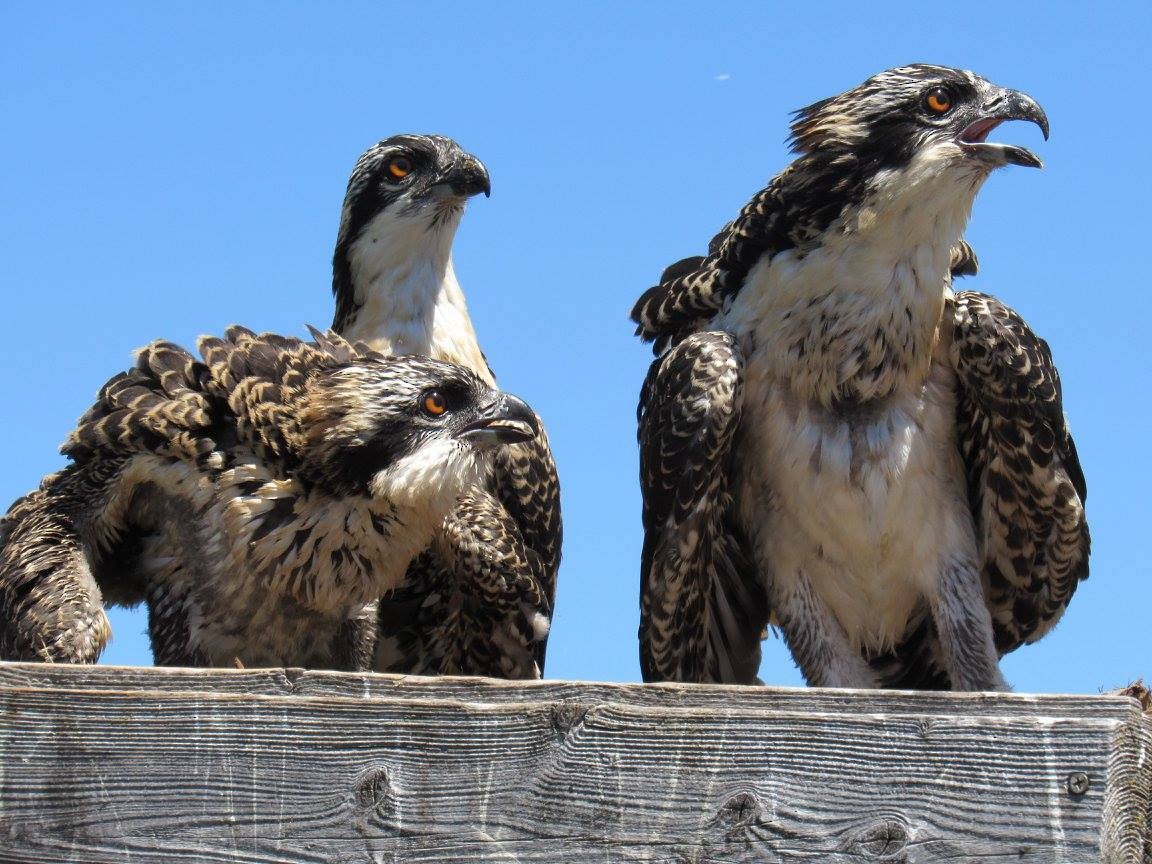 Águila Pescadora - ML539132761