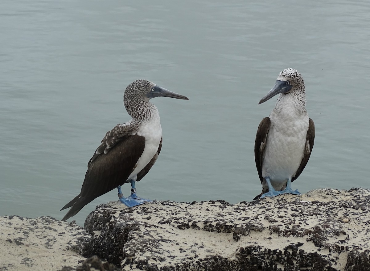 Blue-footed Booby - ML539134031