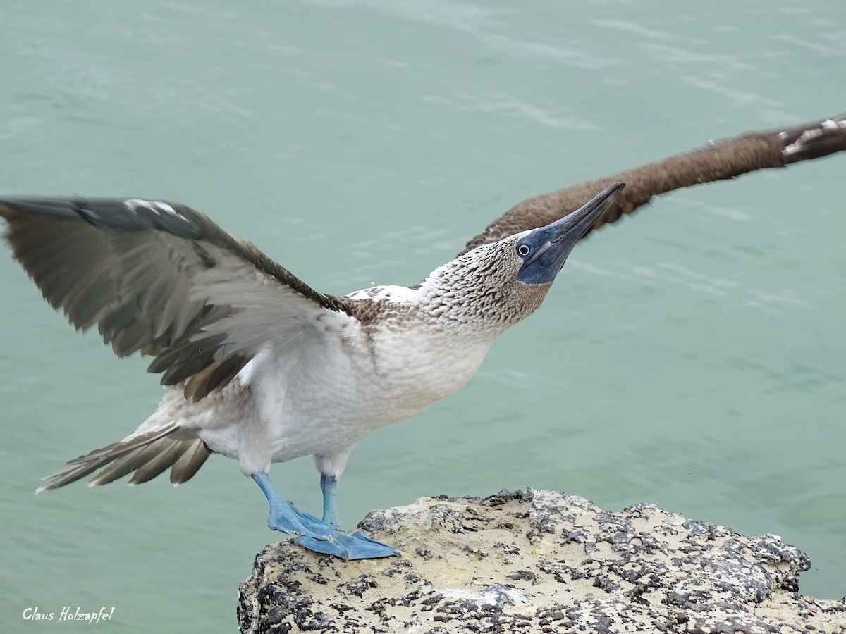 Blue-footed Booby - ML539134041