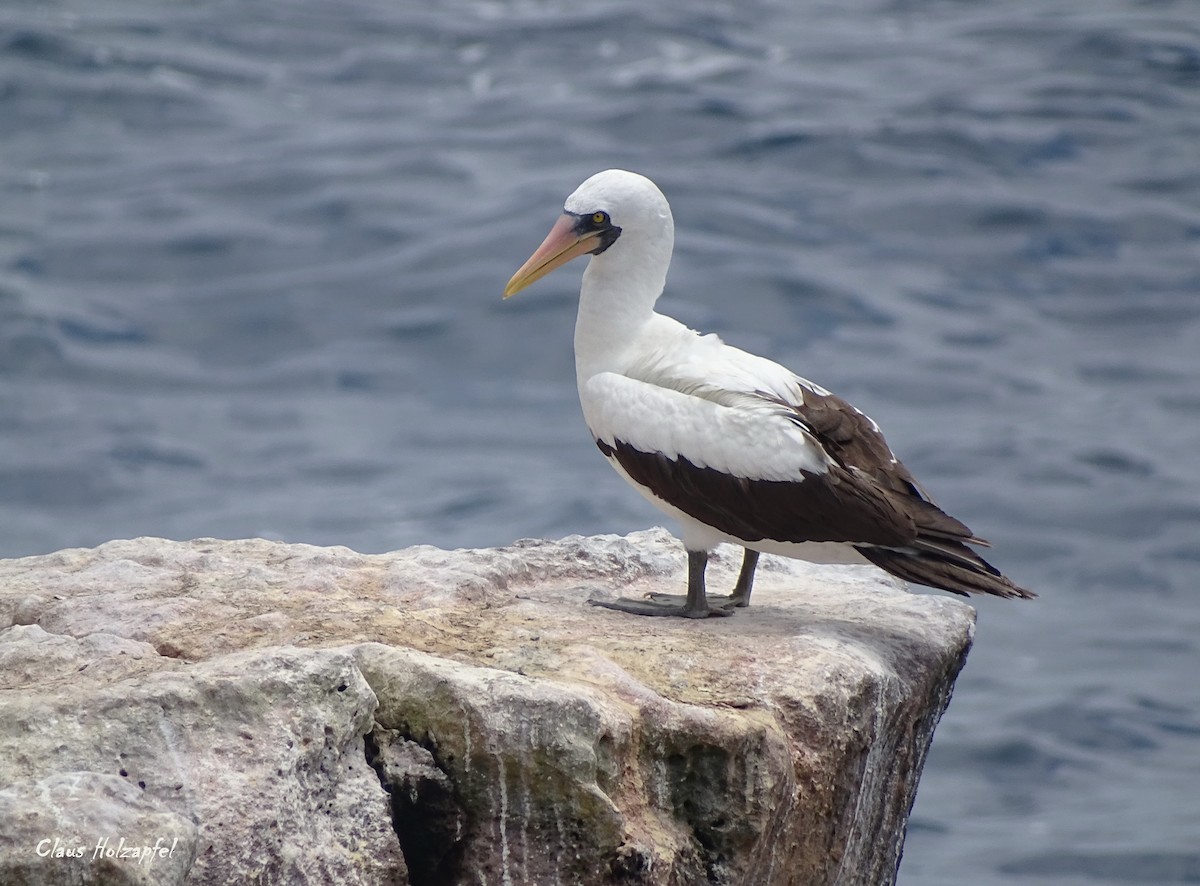 Nazca Booby - ML539135021