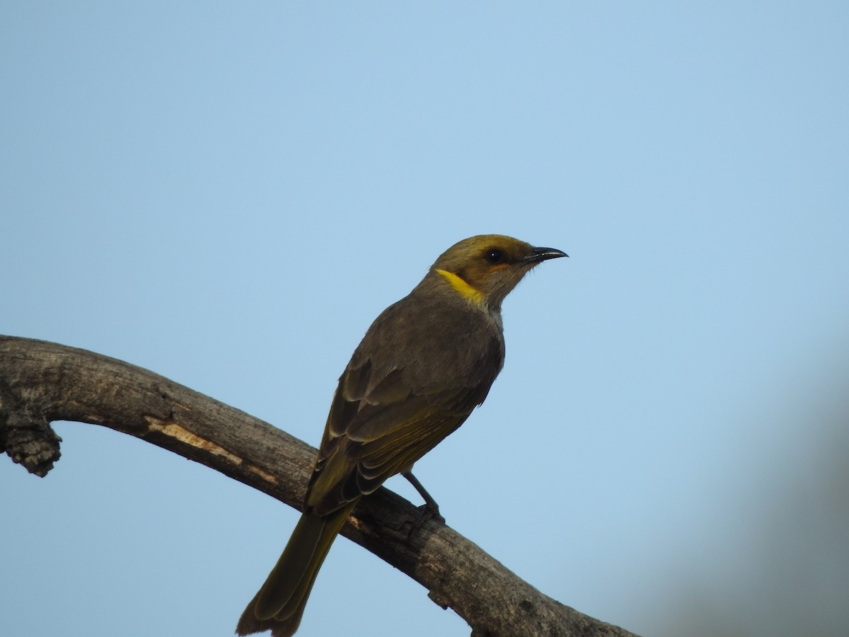 Yellow-plumed Honeyeater - ML539135501