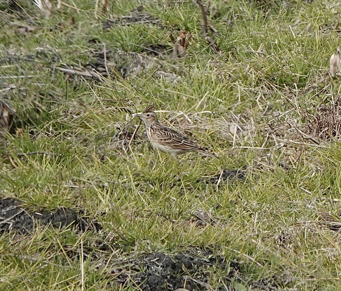 Eurasian Skylark (Far Eastern) - ML539135791