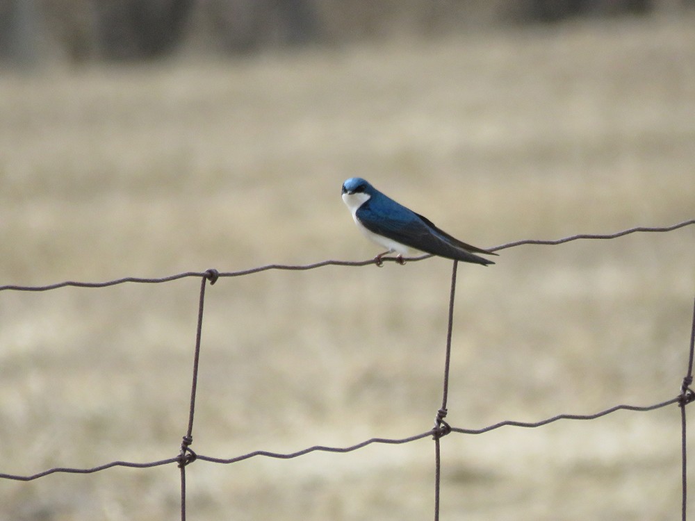 Tree Swallow - ML53913681